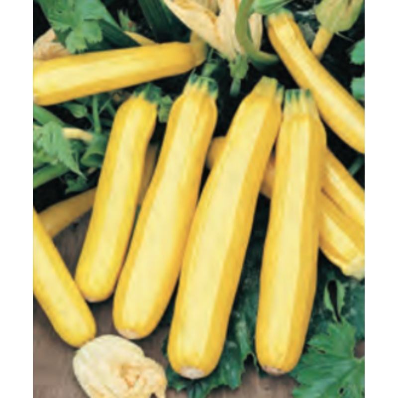 SQUASH HYBRID 49ER|1/4 OZ (EACH)