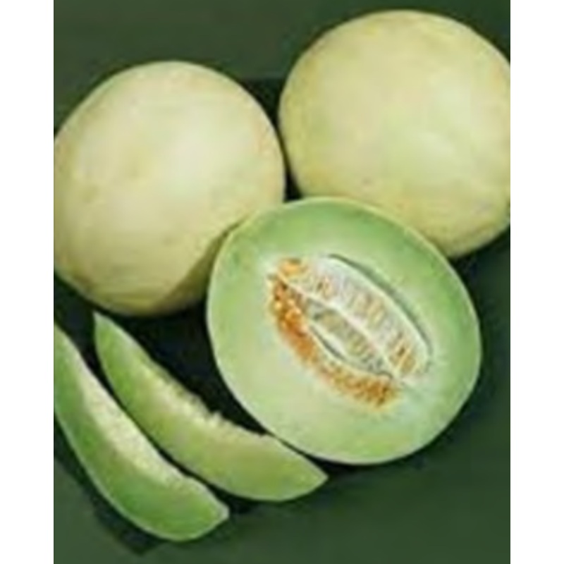 SS MELON HONEYDEW GREEN FLESH|1/4 OZ (EACH)