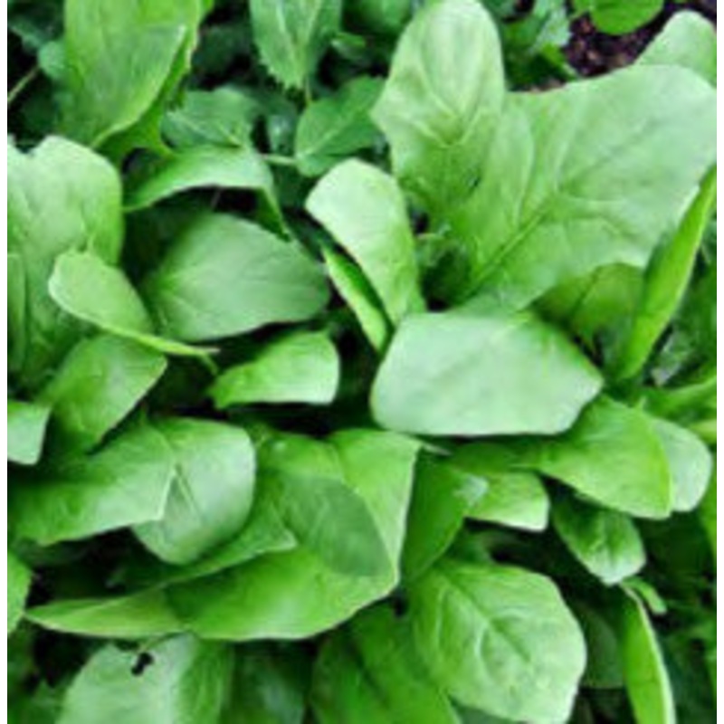 SS SPINACH OLYMPIA|1/2 OZ (EACH)