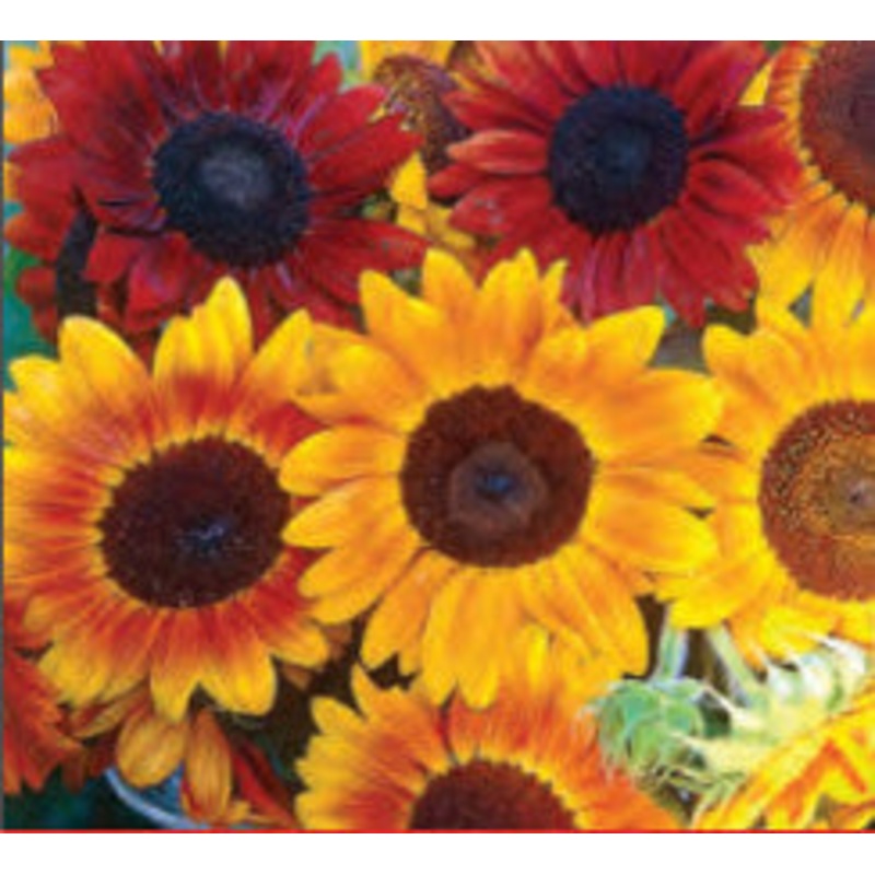 SUNFLOWER AUTUMN BEAUTY|1/2 OZ (EACH)