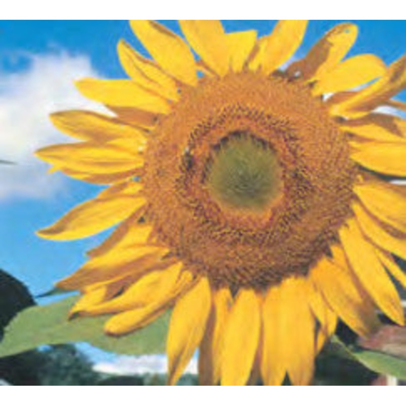 SUNFLOWER LARGE GREY STRIPE|1/2 OZ (EACH)|1/4 LB (EACH)