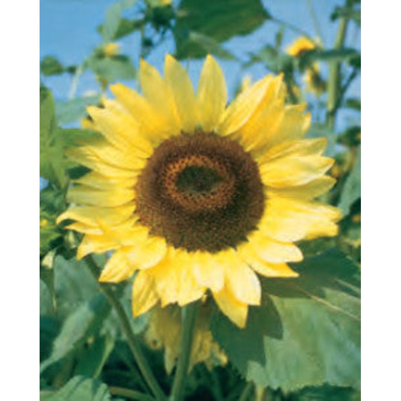SUNFLOWER LEMON QUEEN|1/2 OZ (EACH)