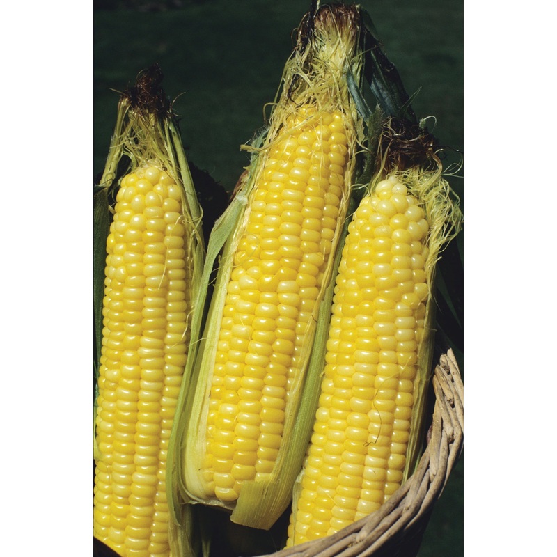 SWEETCORN BODACIOUS HYBRID|1/2 LB (EACH)|1 LB (EACH)