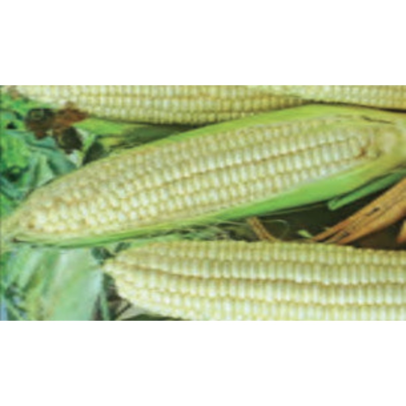 SWEETCORN GOLDEN QUEEN HYBRID|1 LB (EACH)|1/2 LB (EACH)
