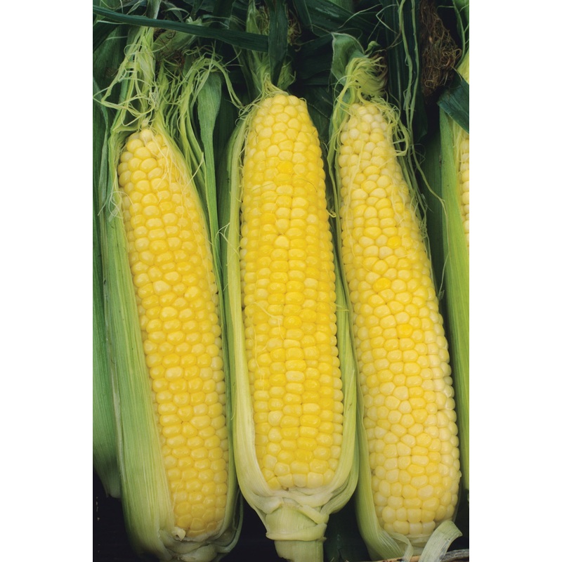 SWEETCORN HONEY SELECT HYBRID