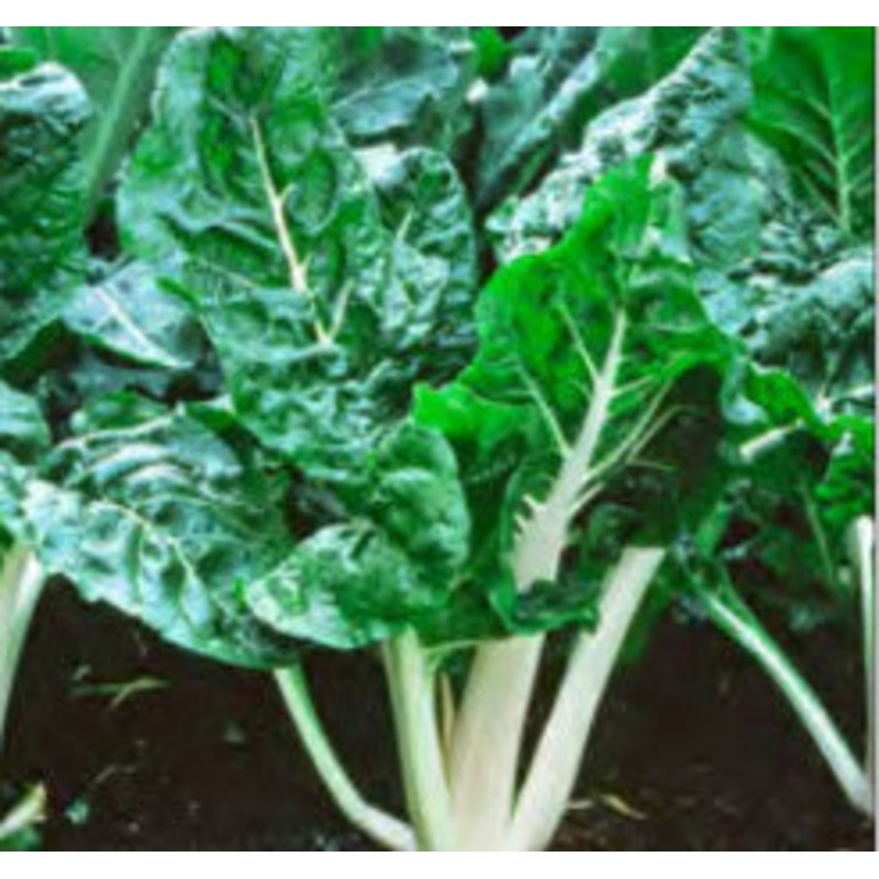 SWISS CHARD LUCULLUS|1/2 OZ (EACH)