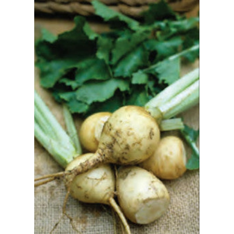 TURNIP AMBER GLOBE|1/2 OZ (EACH)|1/4 LB (EACH)