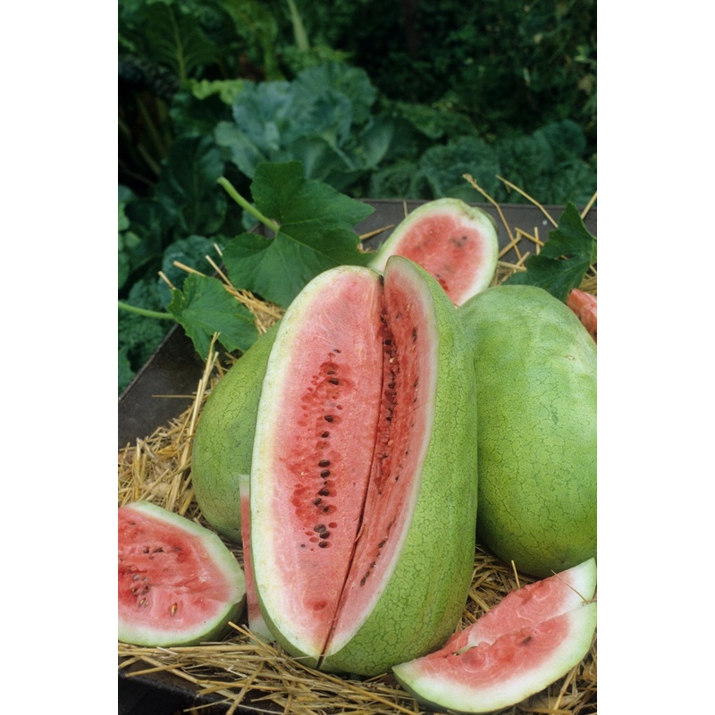 WATERMELON CHARLESTON GRAY 133