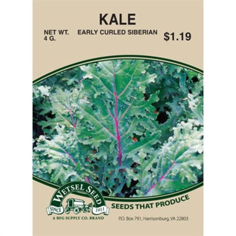 Wetsel Seed Kale – Early Curled Siberian